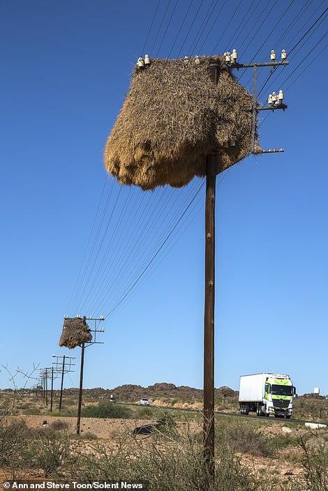 tổ chim chứa 500 con chim ảnh 13 to chim chua 500 con chim anh 13