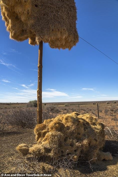 tổ chim chứa 500 con chim ảnh 14 to chim chua 500 con chim anh 14