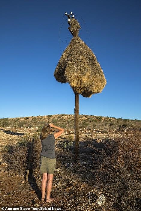 tổ chim chứa 500 con chim ảnh 2 to chim chua 500 con chim anh 2