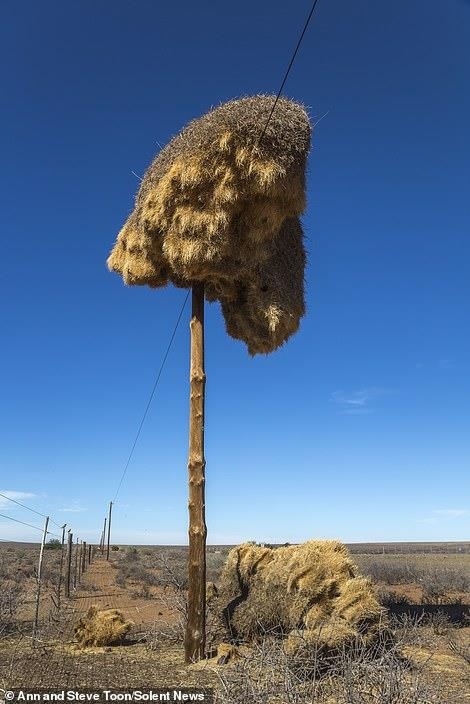 tổ chim chứa 500 con chim ảnh 3 to chim chua 500 con chim anh 3