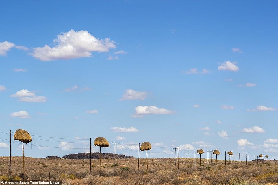 tổ chim chứa 500 con chim ảnh 8 to chim chua 500 con chim anh 8