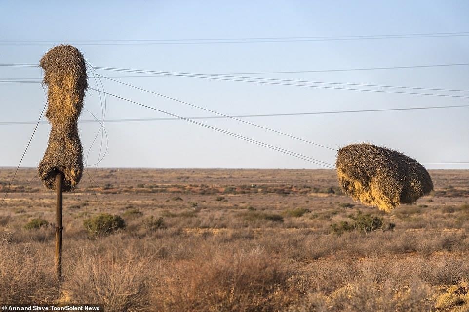 tổ chim chứa 500 con chim ảnh 9 to chim chua 500 con chim anh 9