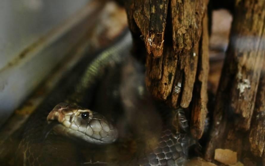 Hai hung manh dat cua nhung vu ran doc rinh rap tan cong trong dem hinh anh