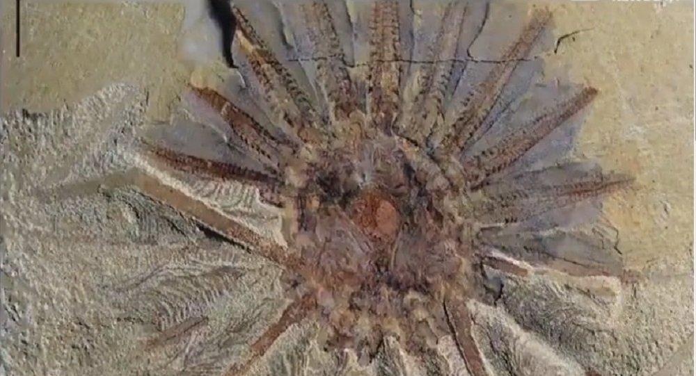 Phat hien sinh vat 520 trieu nam tuoi voi 18 xuc tu o Trung Quoc hinh anh