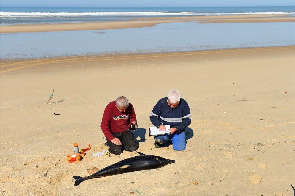 ca heo chet hang loat anh 2