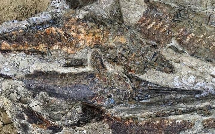 Hoa thach tiet lo tham hoa toan cau khien khung long tuyet chung hinh anh