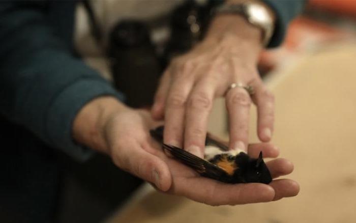 Cac toa nha choc troi o My giet 600 trieu con chim moi nam hinh anh