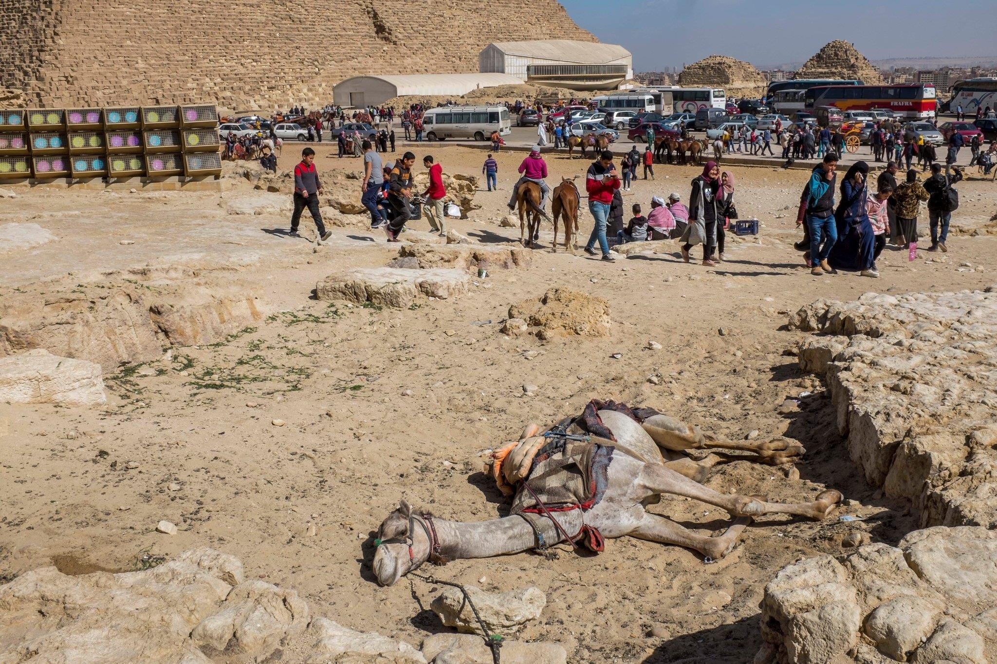 Ngua, lua, lac da bi nguoc dai tan nhan tai cac diem du lich o Ai Cap hinh anh