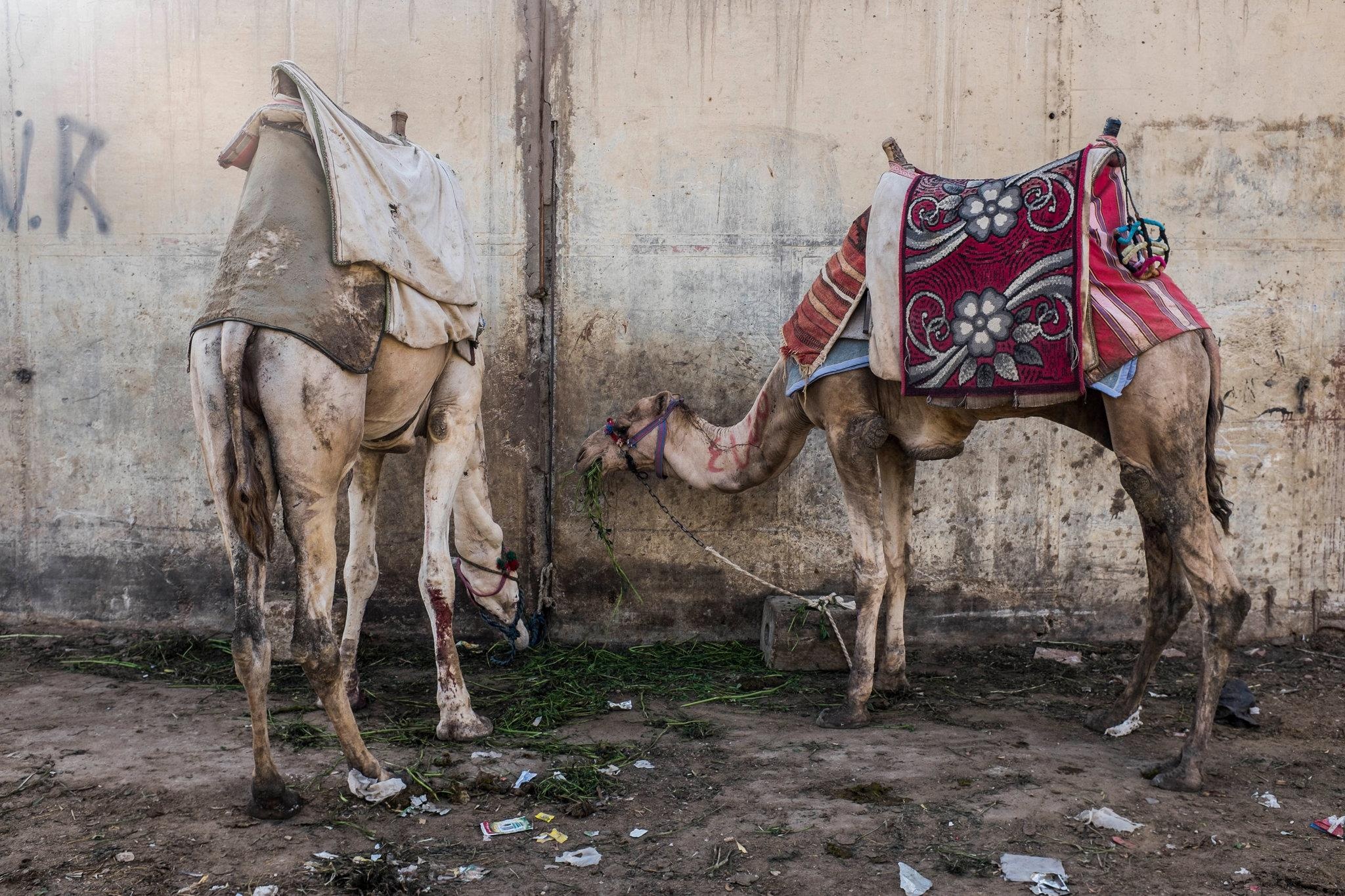 cuoi lac da o Ai Cap anh 4