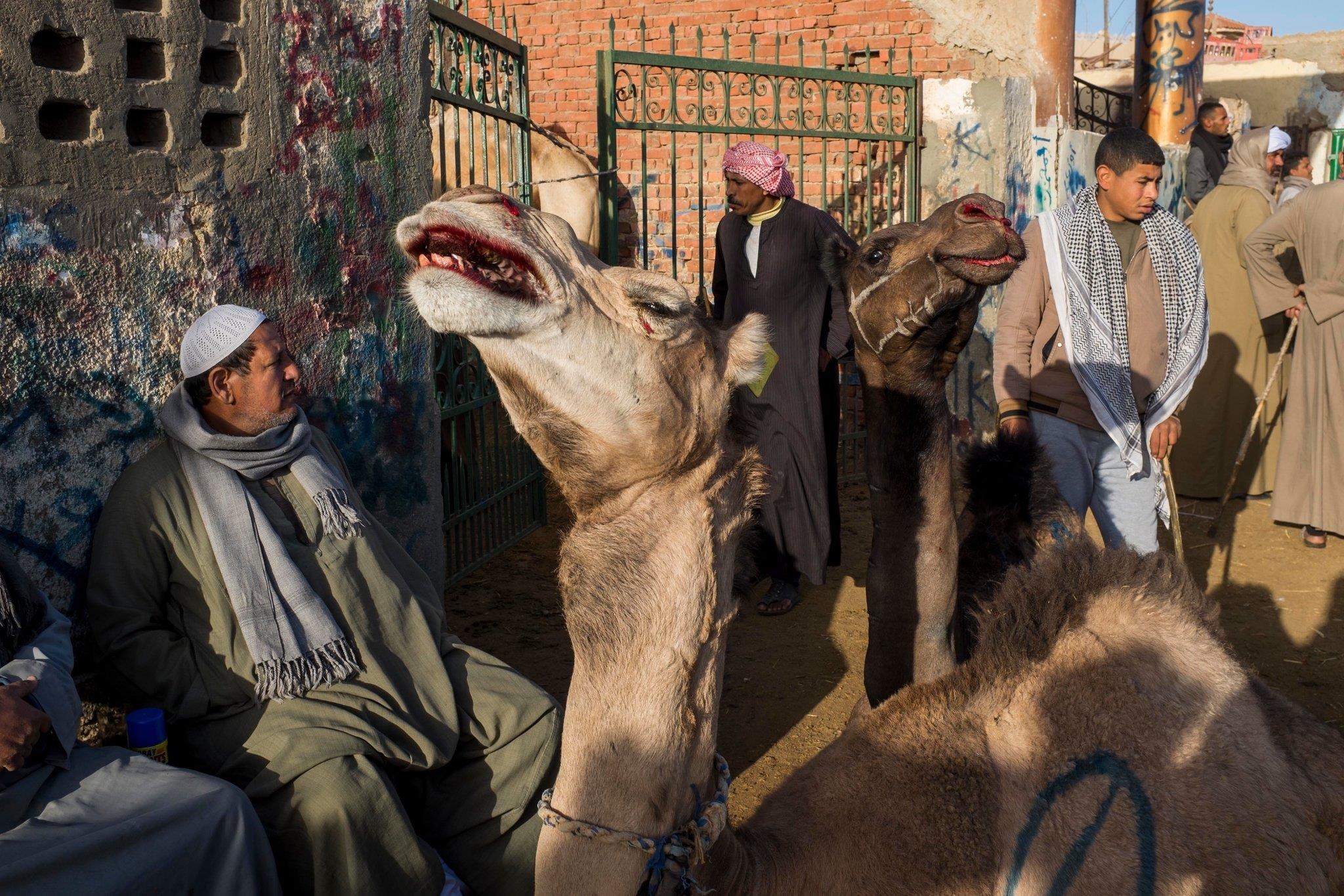 cuoi lac da o Ai Cap anh 6