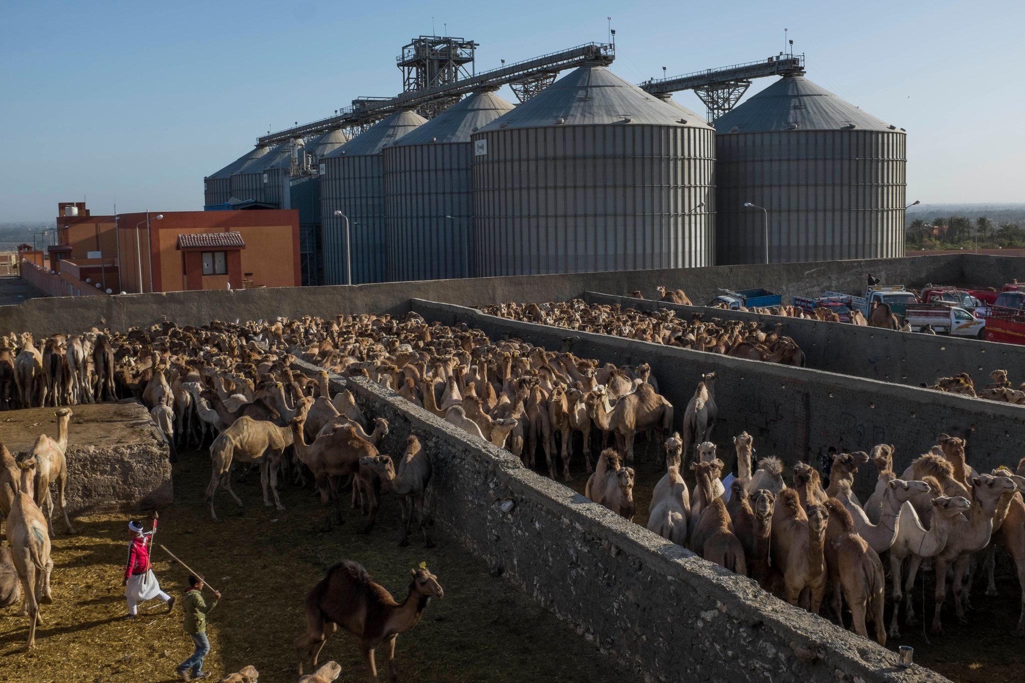 cuoi lac da o Ai Cap anh 8