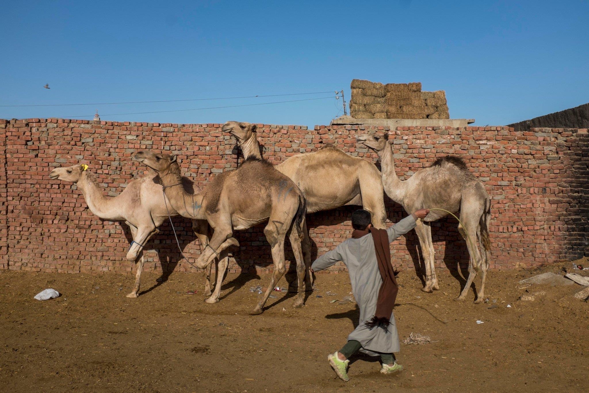 cuoi lac da o Ai Cap anh 9