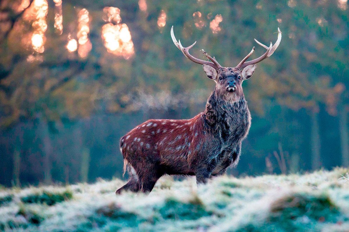 Chong thiet mang, vo bi thuong nang do nai tan cong o Australia hinh anh