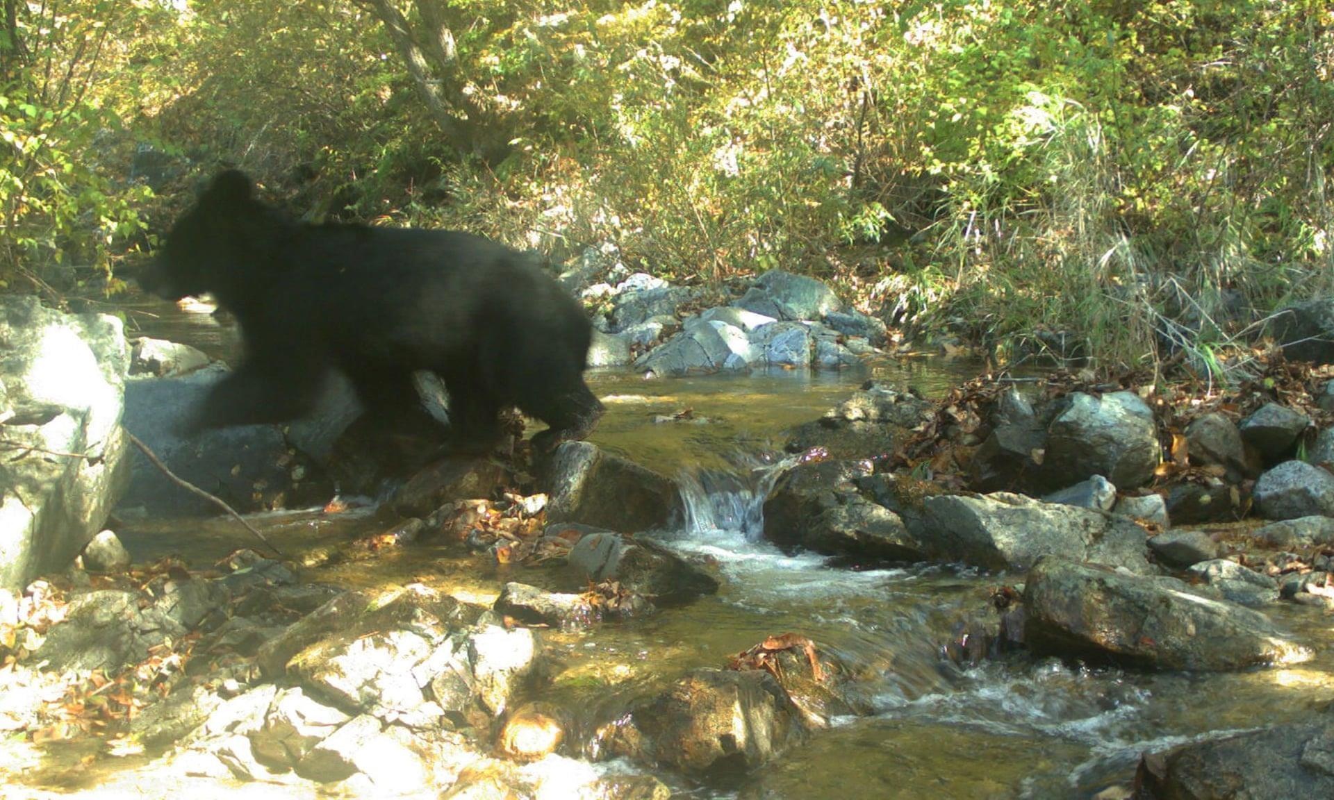 dong vat hoang da o DMZ anh 1