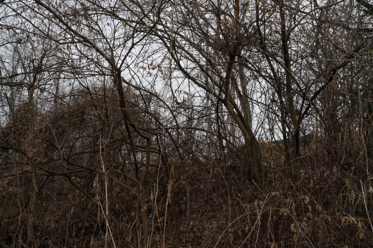 dong vat hoang da o DMZ anh 7