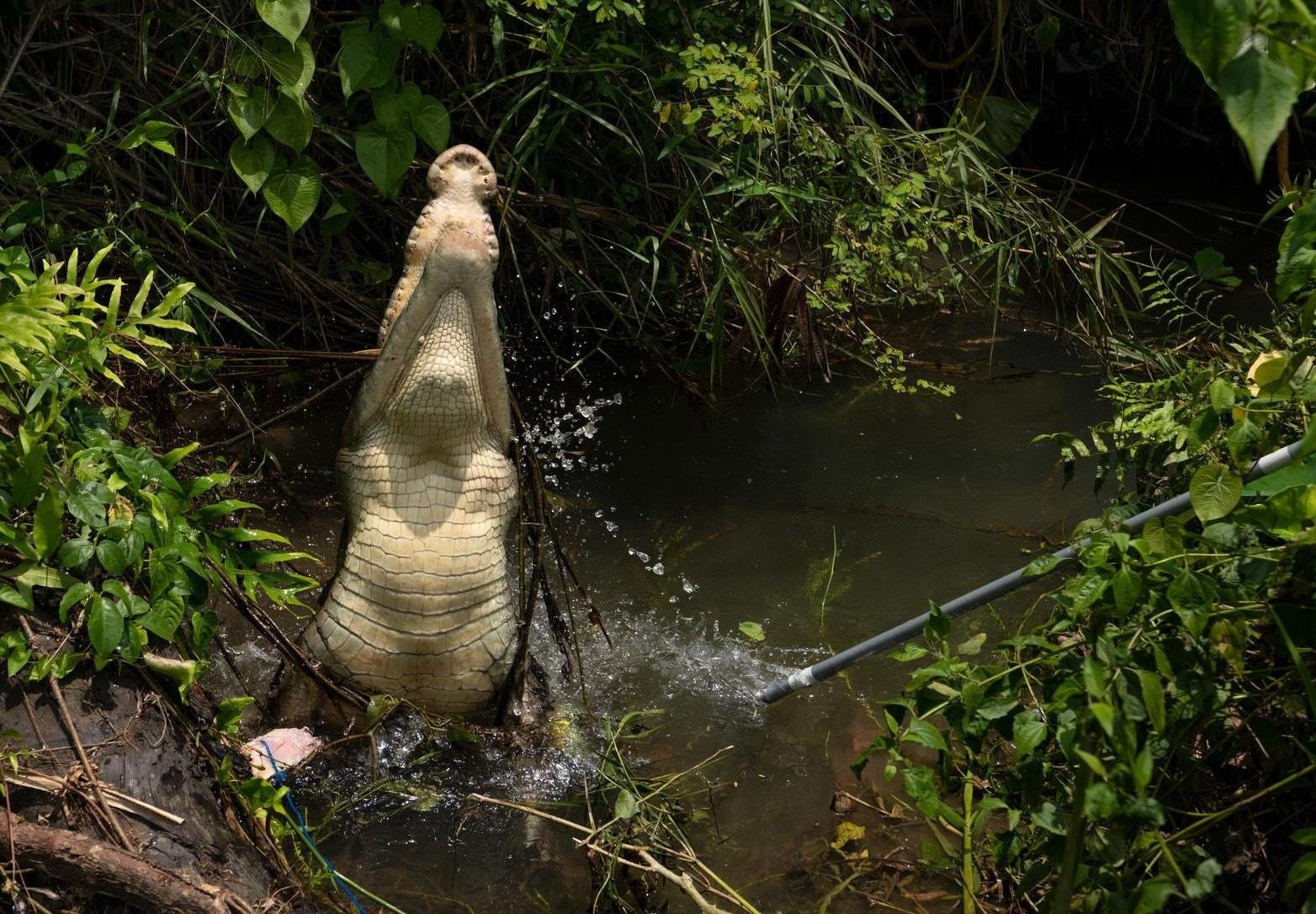 Ca sau tan cong tang 20 lan - nan nhan giau giem vi qua xau ho hinh anh