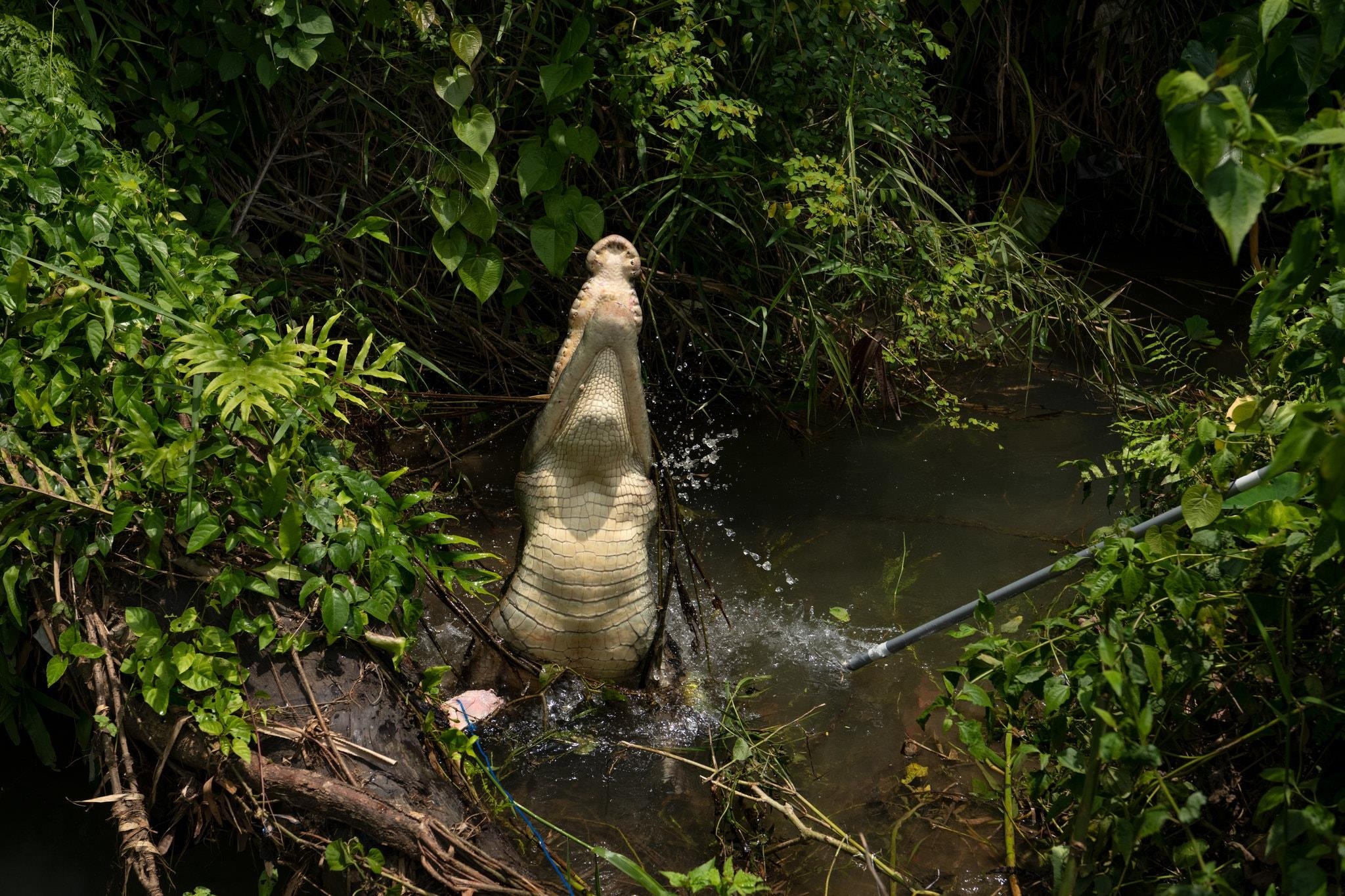 cá sấu ăn thịt người ảnh 1 ca sau an thit nguoi anh 1