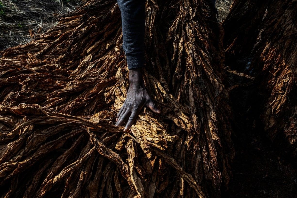 boc lot trong nganh thuoc la anh 2