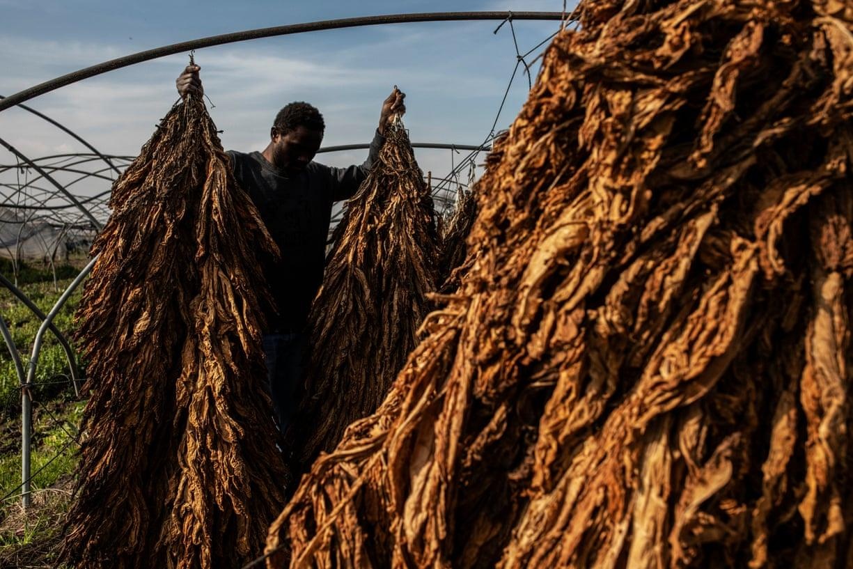 boc lot trong nganh thuoc la anh 4