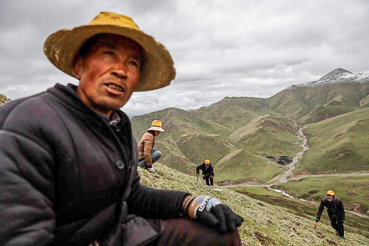 Cuoc san tim dong trung ha thao tren suon nui tuyet tan o Thanh Hai hinh anh