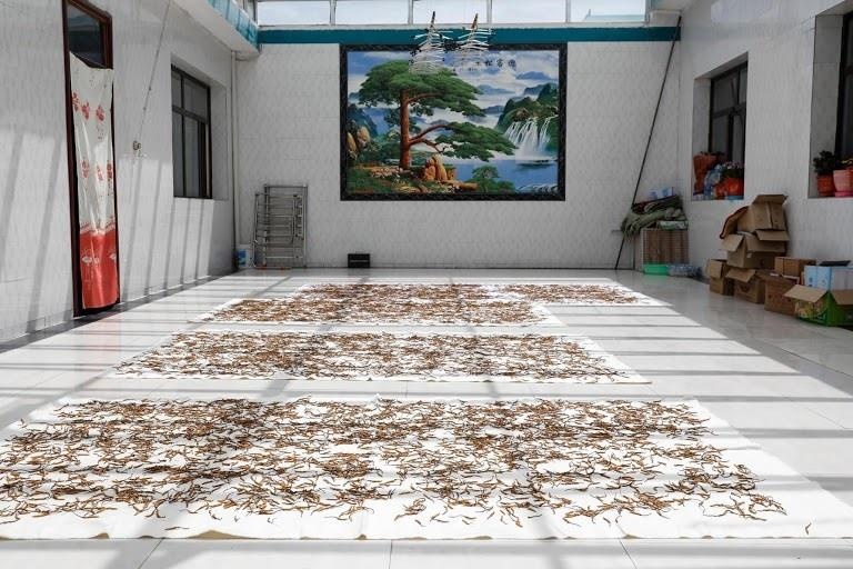 dong trung ha thao anh 10