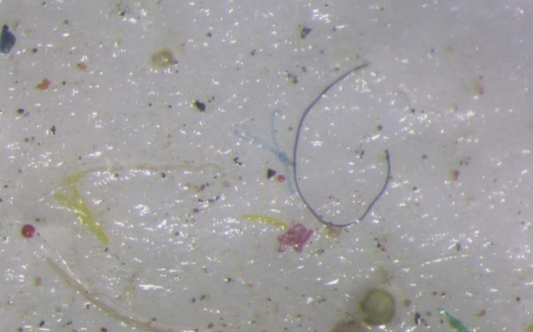 Phat hien soc trong loi bang o Bac Cuc - vung nuoc xa xoi nhat hinh anh