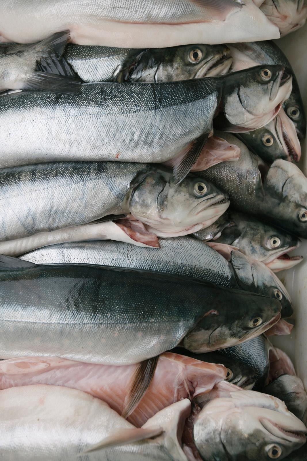 ben trong dao Greenland anh 5