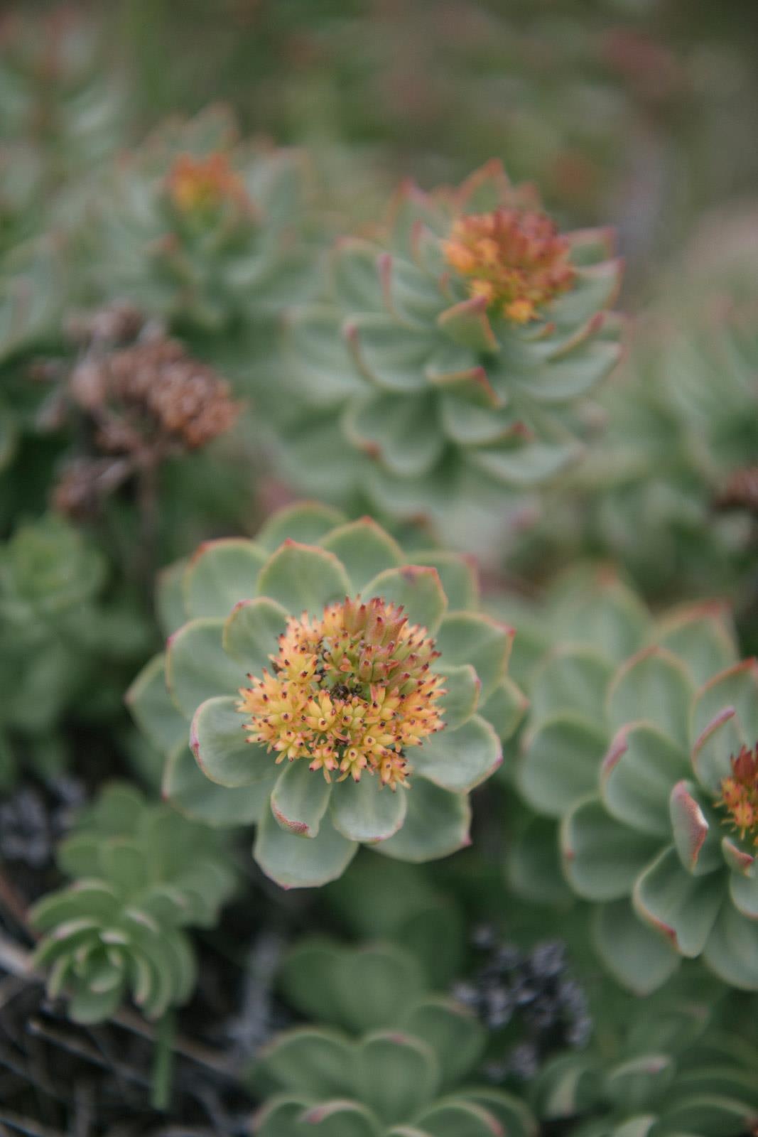 ben trong dao Greenland anh 16