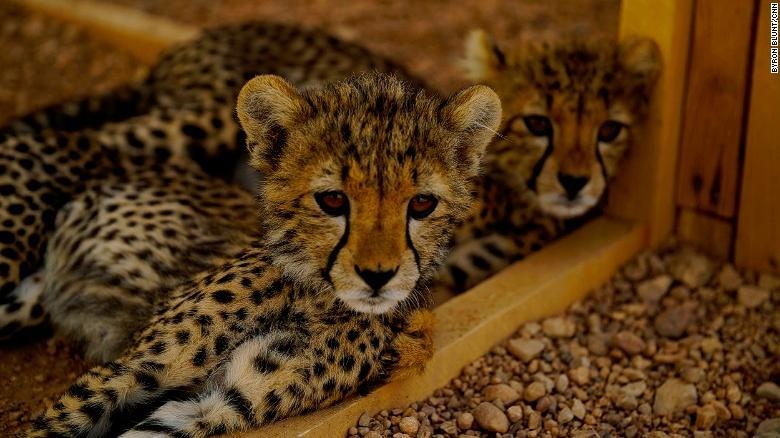 buon ban dong vat hoang da anh 1