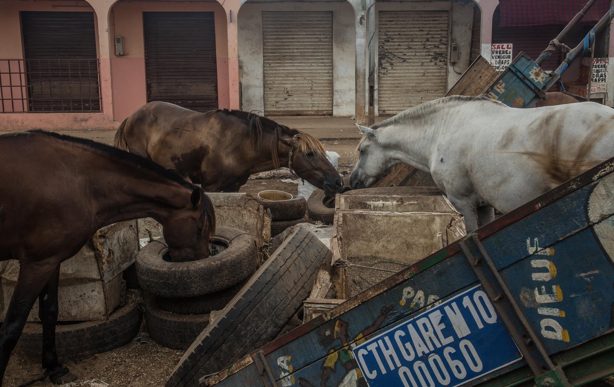 ngua keo xe o Dakar anh 2