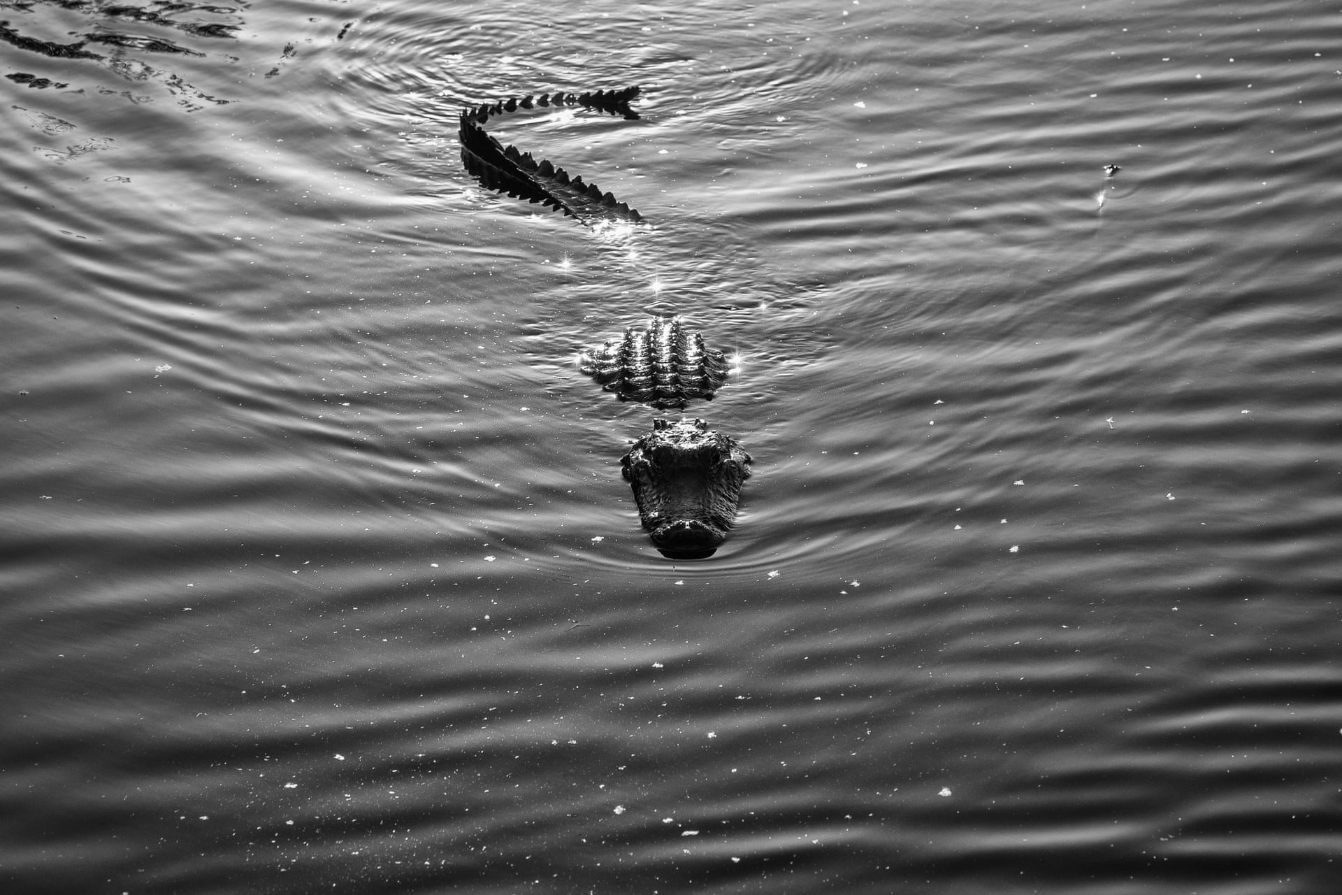 Ca sau dai 4,3 m xong chuong o Texas sau bao hinh anh