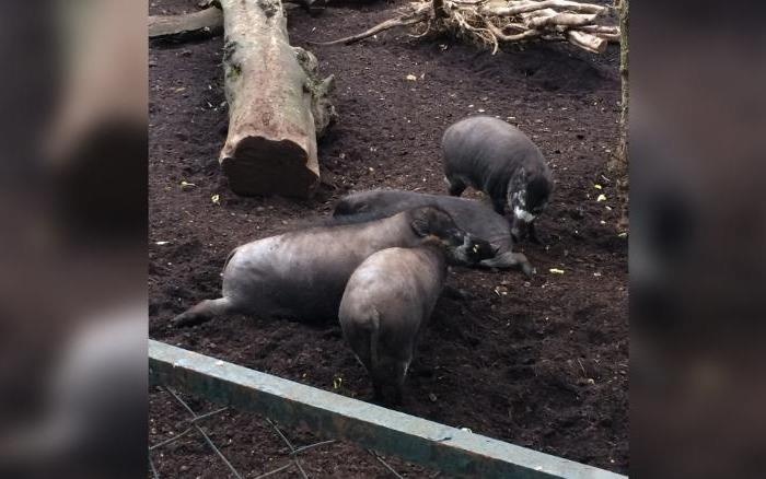 Lan dau phat hien lon su dung cong cu, kha nang tri tue khac la hinh anh