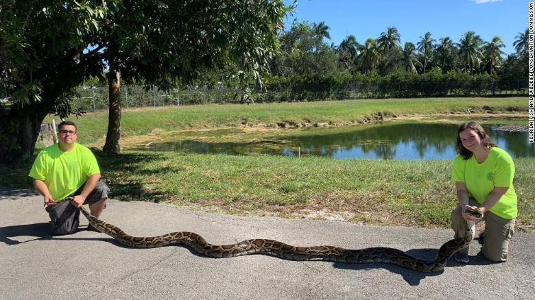 trăn Miến Điện khổng lồ ảnh 1 tran Mien Dien khong lo anh 1