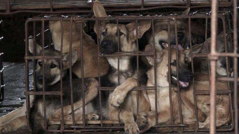 Thieu thit lon, dan Trung Quoc dua thit cho tro lai ban an hinh anh