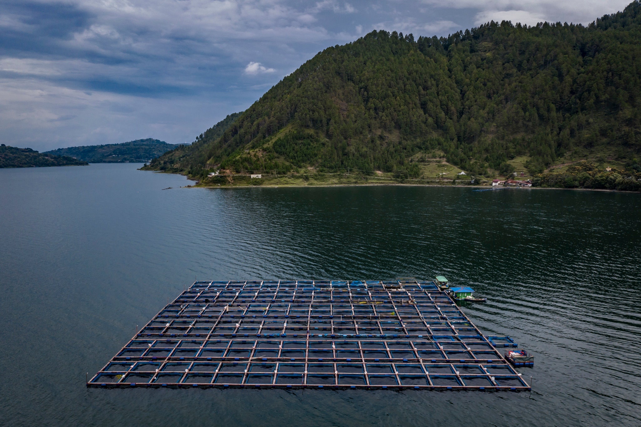 le hoi lon o Indonesia anh 10