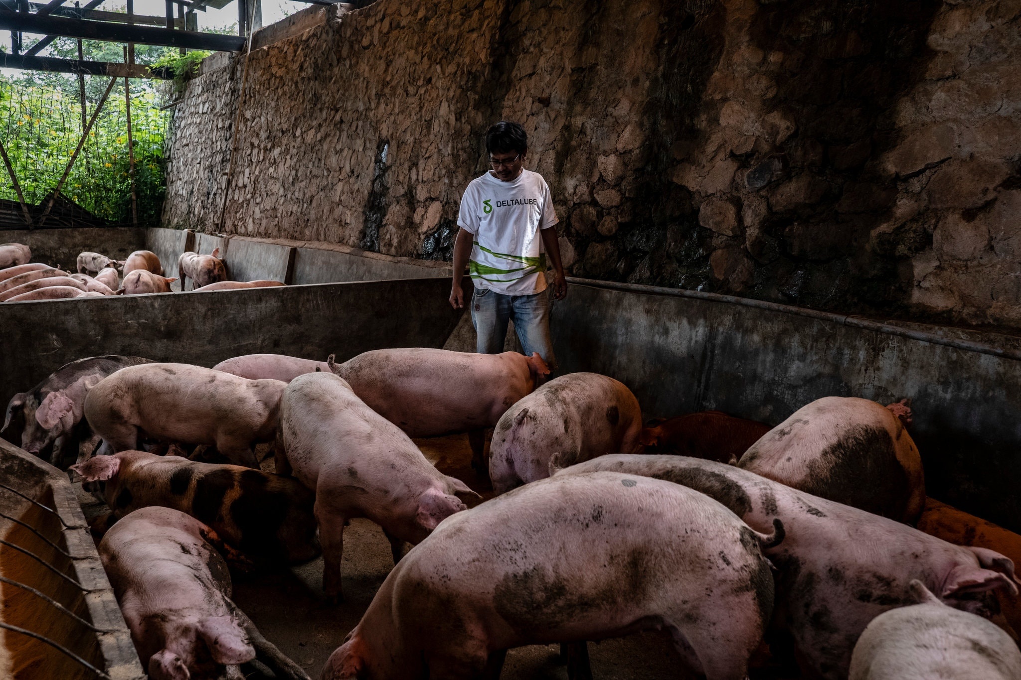 le hoi lon o Indonesia anh 6