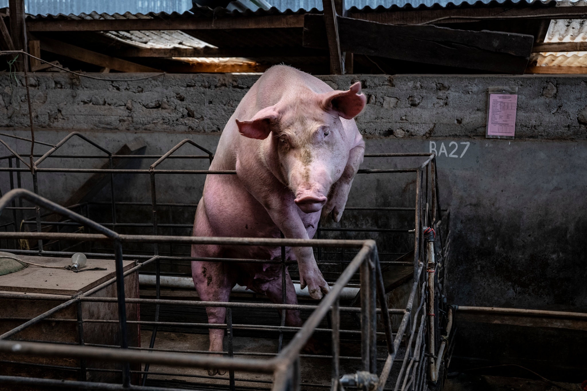 le hoi lon o Indonesia anh 7