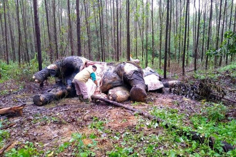 Tim thay voi mat dau o Indonesia hinh anh