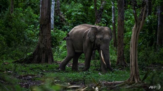 voi bi chat dau anh 1