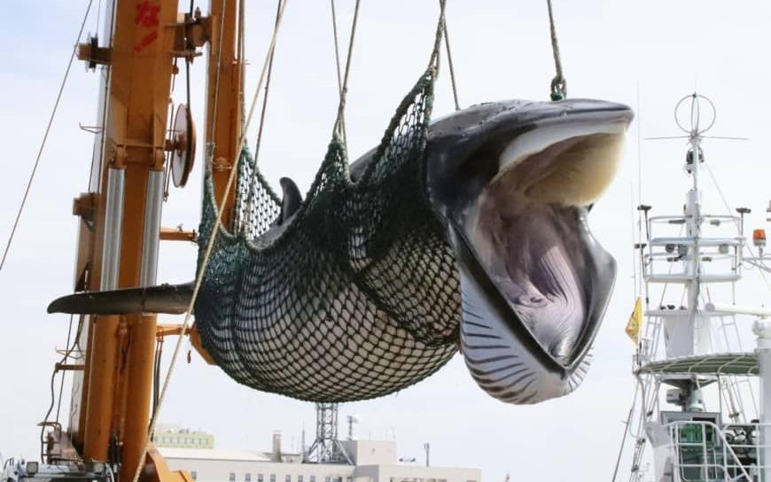 Dang cam quyen Nhat Ban de xuat vien tro danh bat ca voi thuong mai hinh anh