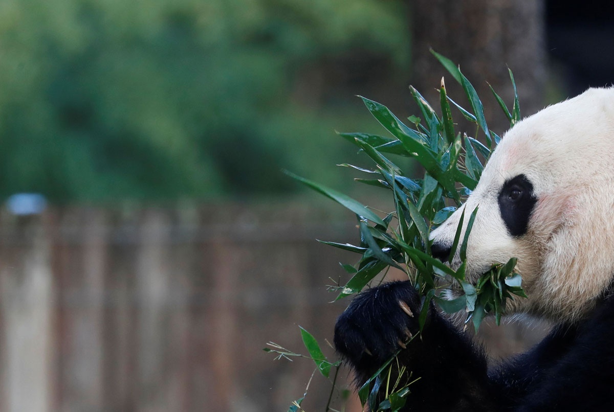 dieu tran luan toi Tong thong Trump anh 14