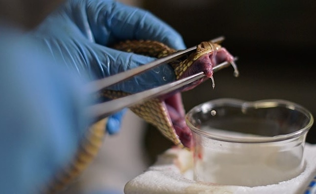 Mat-xa ran de vat noc doc che huyet thanh cuu nguoi o Brazil hinh anh