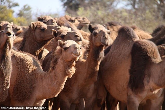 Australia giet 10.000 lac da vi uong nuoc qua nhieu hinh anh