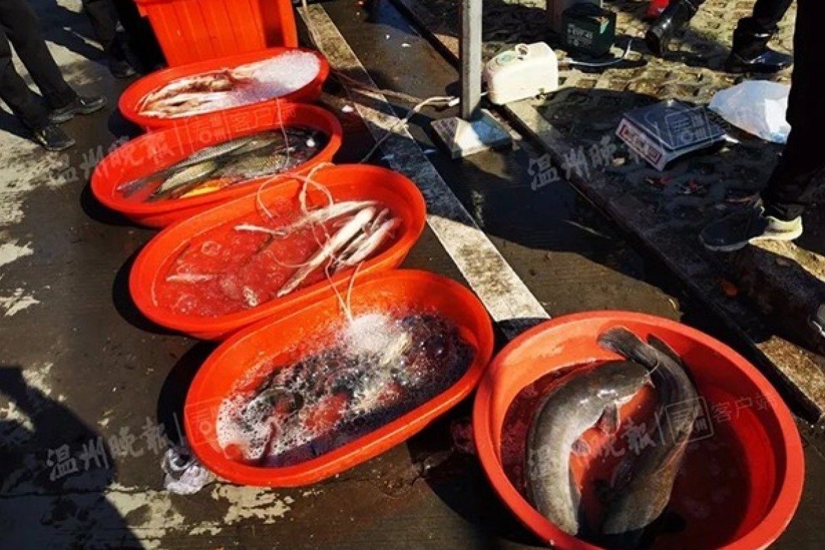 Phu phep ca sap chet thanh ca tuoi bang dau diesel o Trung Quoc hinh anh