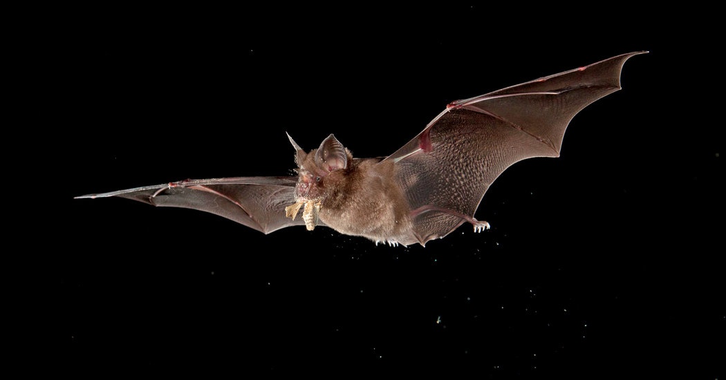 doi virus corona anh 1