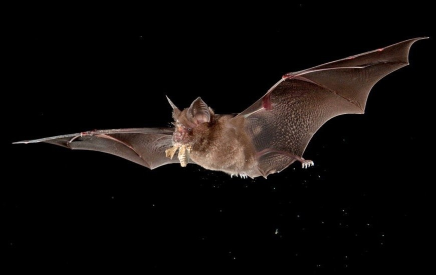 Vi sao doi song duoc khi mang nhieu virus trong minh? hinh anh