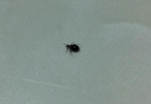 Rep hut mau nguoi xuat hien o Sai Gon hinh anh