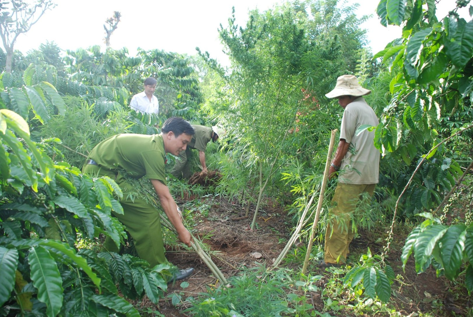 Dau nau du do nguoi dan trong cay can sa hinh anh