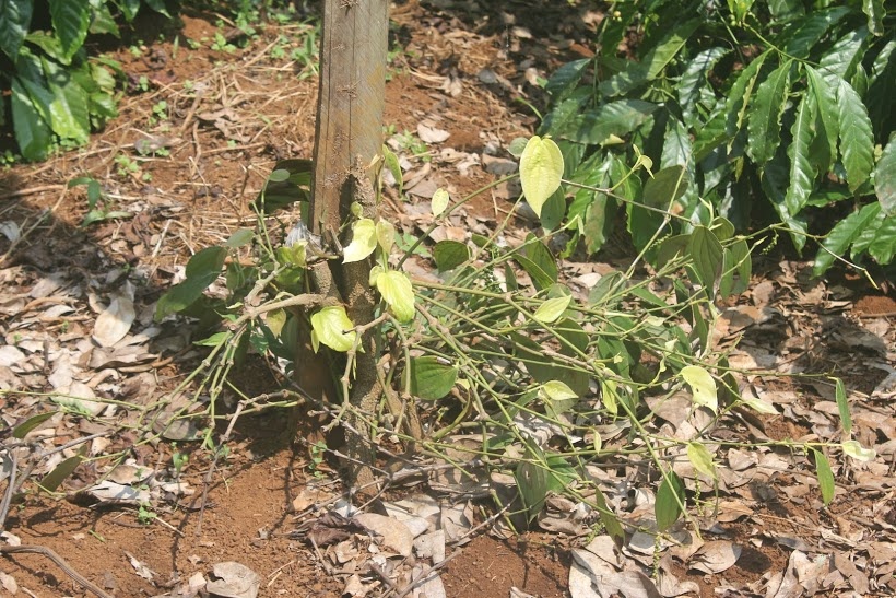 200 goc tieu o Tay Nguyen bi cat trom hinh anh