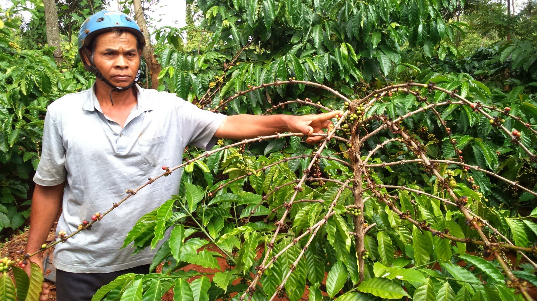 Nguoi dan dieu dung vi nan trom ca phe hinh anh